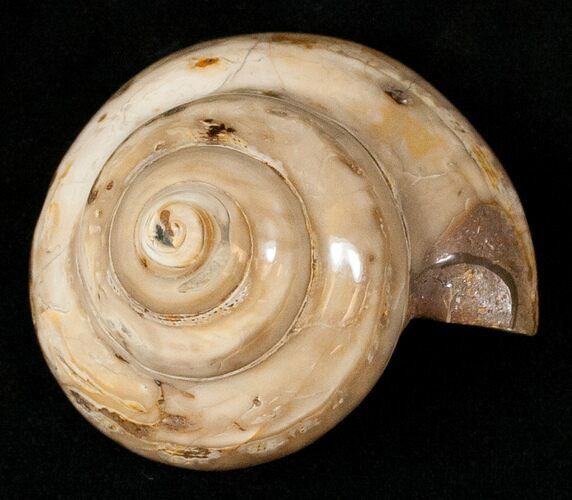 Polished Fossil Snail (Pleurotomaria) #13185